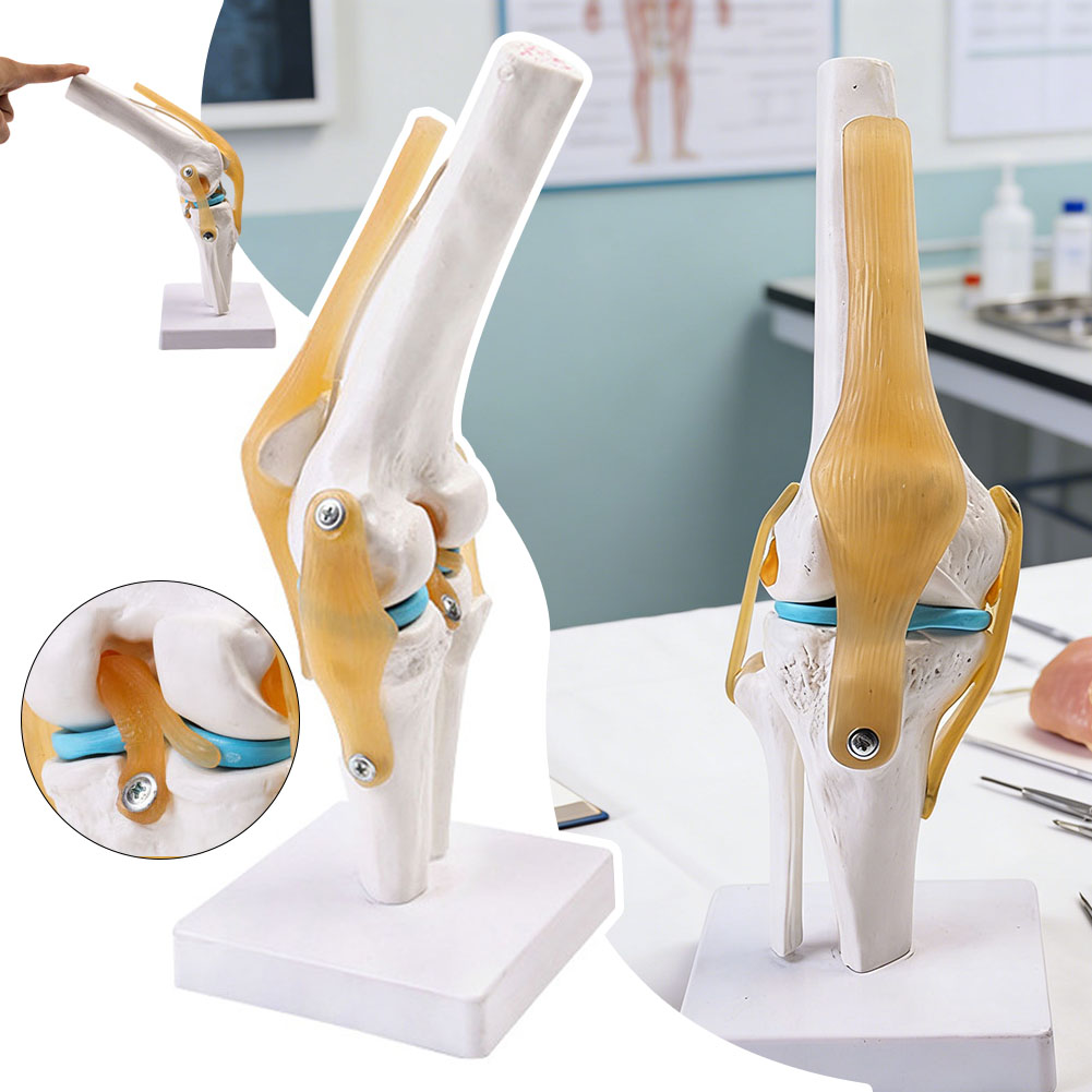 Anatomisch medisch-kniegewrich - Science Hobbyist recensie en prijs