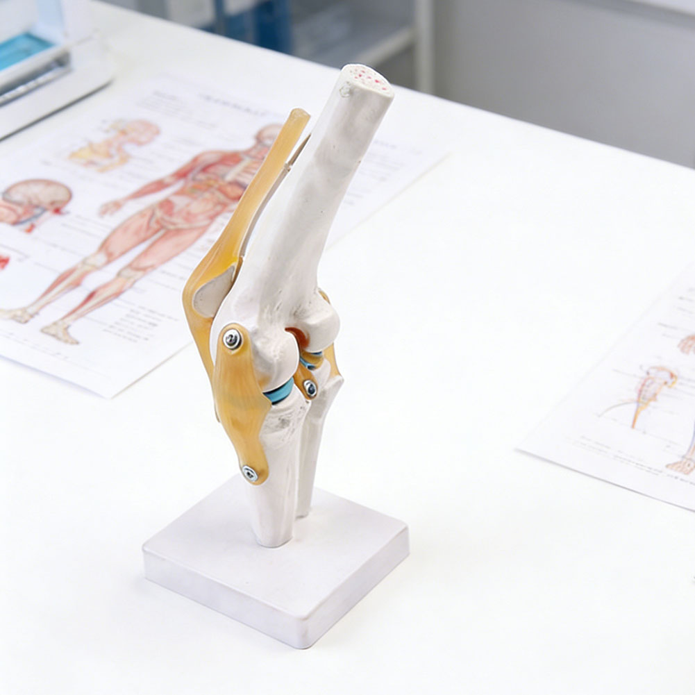 Anatomisch medisch-kniegewrich - Science Hobbyist recensie en prijs